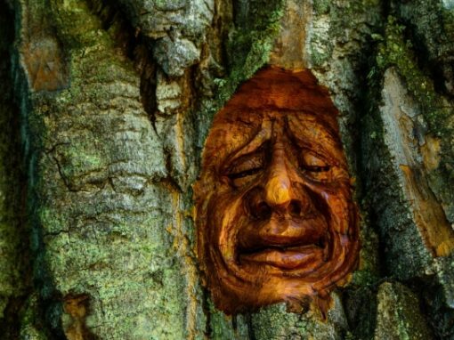 Cottonwood Island Tree Bark Carvings
