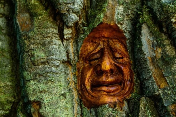 Cottonwood Island Tree Bark Carvings