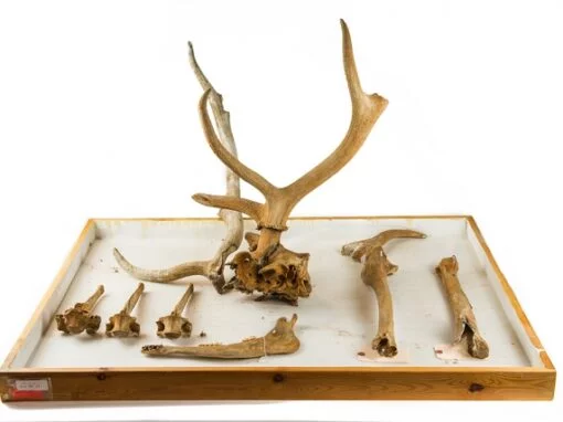 Elk Fossil