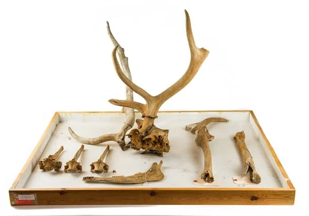 Elk Fossil