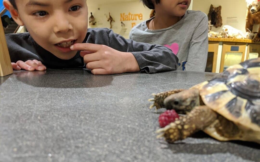 School Program: Amazing Amphibians and Radical Reptiles