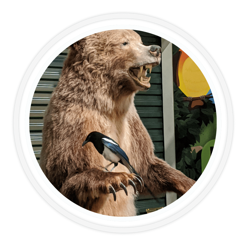 A magpie perched on a bear taxidermy