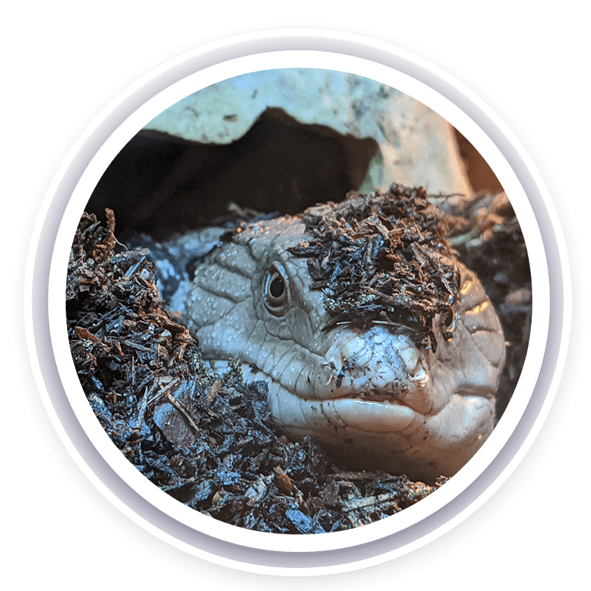 George the blue-tongued skink with dirt on his head