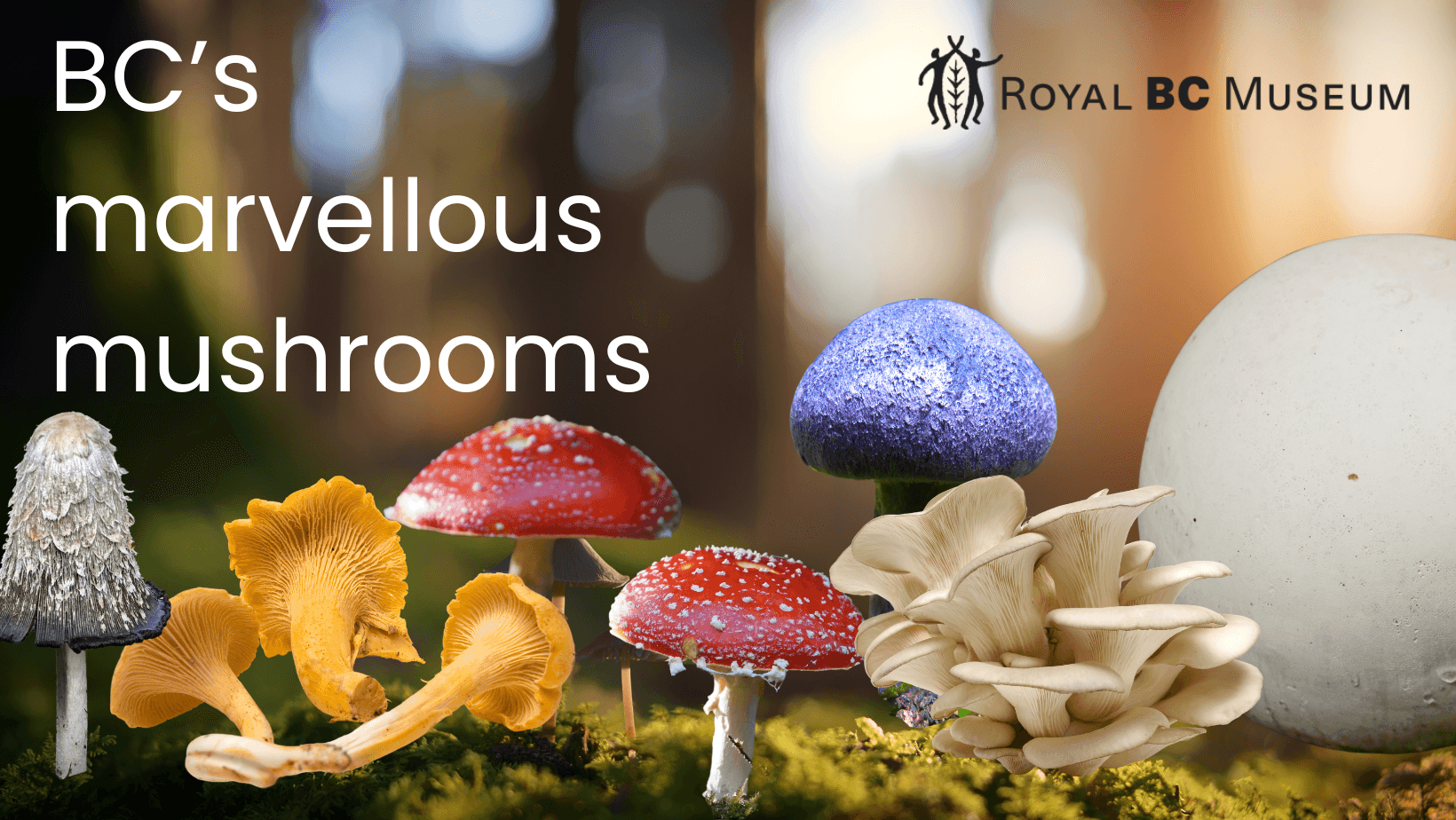 bcs marvellous mushrooms (1)