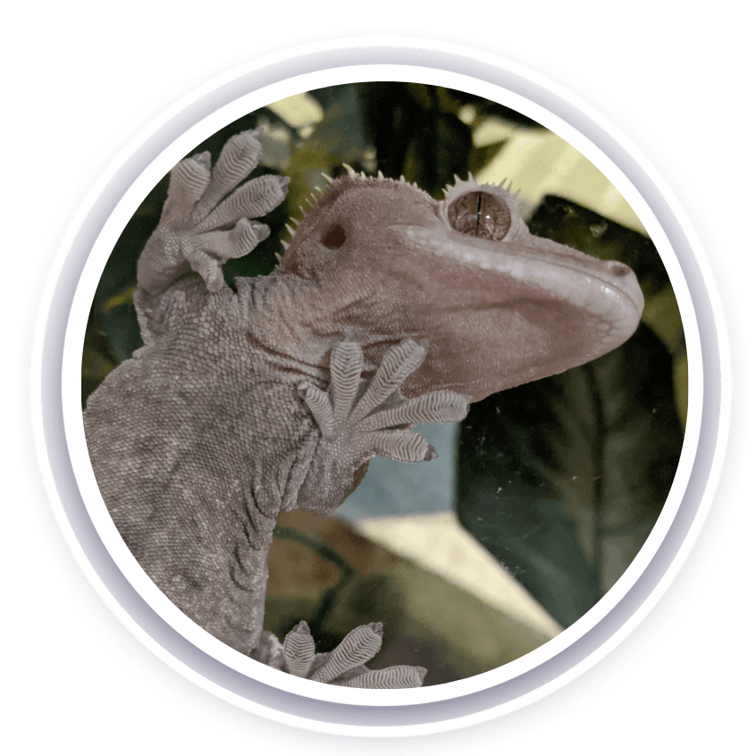 Crested gecko